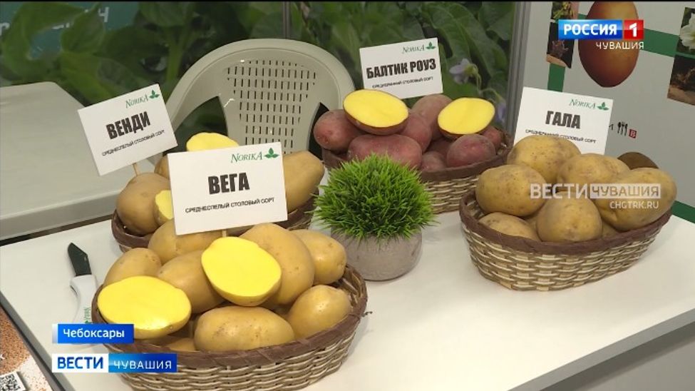 Чувашия готовится к традиционной Межрегиональной выставке «Картофель-2024»