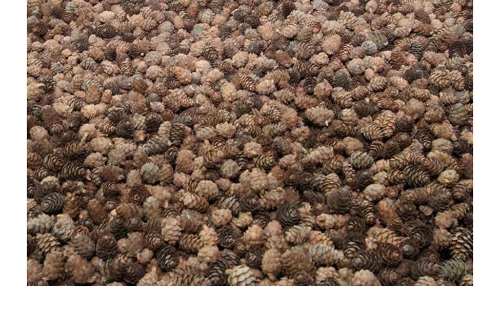 В Опытном лесничестве собрали 355 кг шишек 