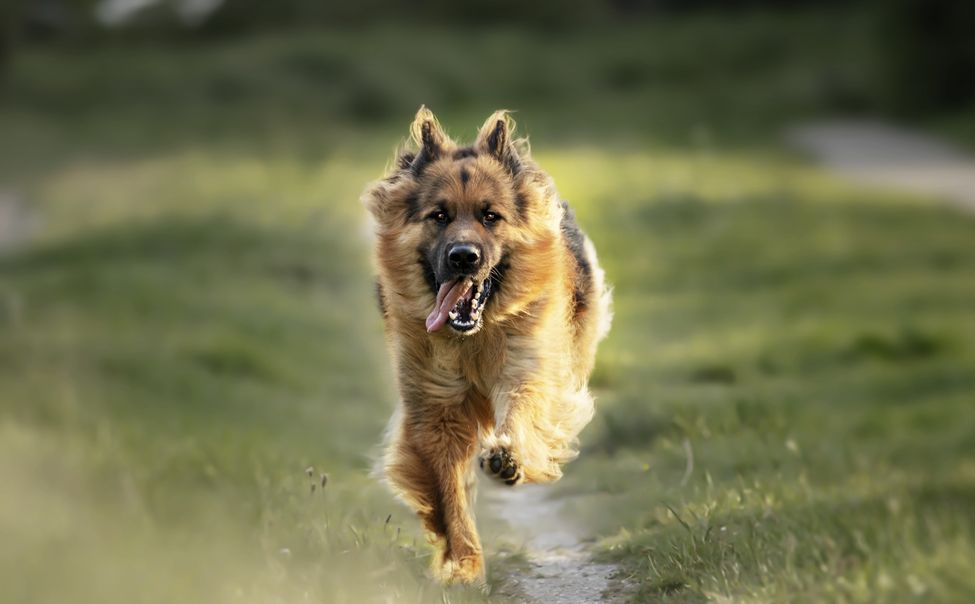 В Чебоксарском округе женщина натравила немецкую овчарку на компанию отдыхающих