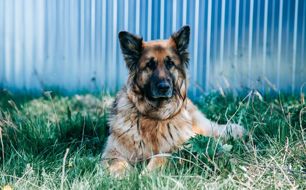 За 2023 год жители Чувашии приютили 145 бездомных кошек и собак