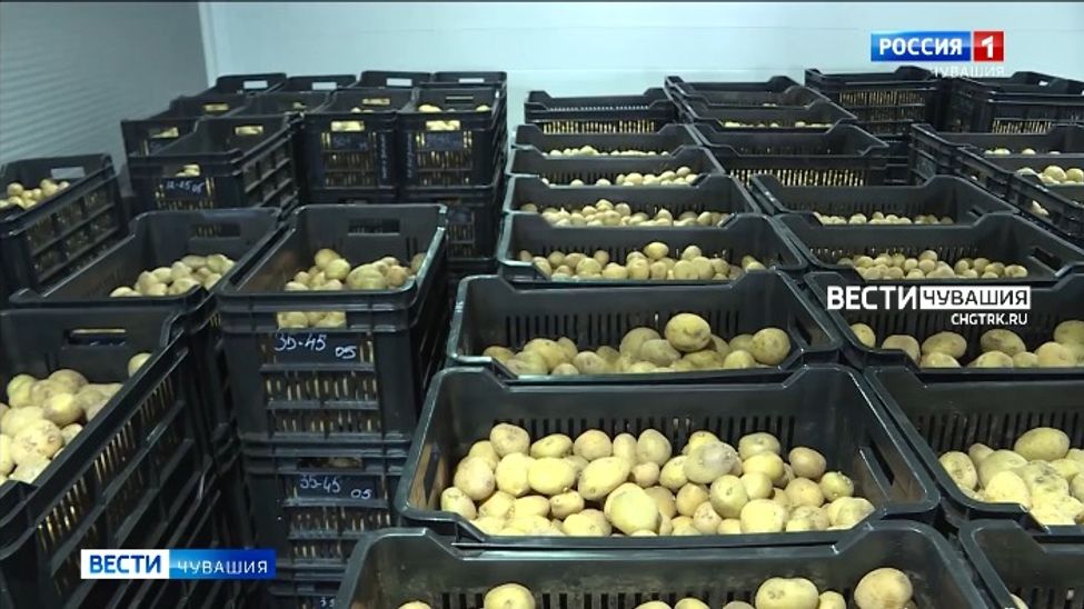 Чувашия с начала года поставила за рубеж почти 550 тонн «второго хлеба»