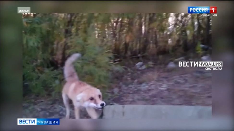 За год в Чувашии вакцинировано более 408 тысяч животных