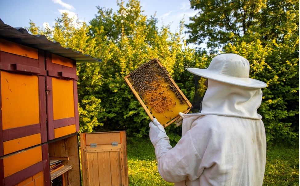 Пасечников Чувашии с этого года обяжут маркировать пчел