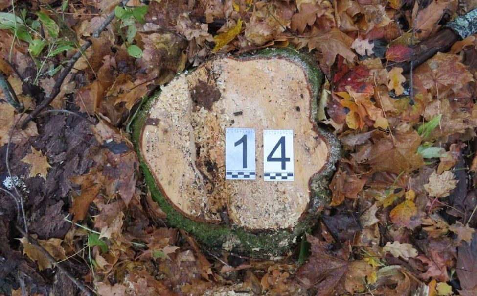 Жителя Урмарского округа будут судить за незаконную рубку леса  