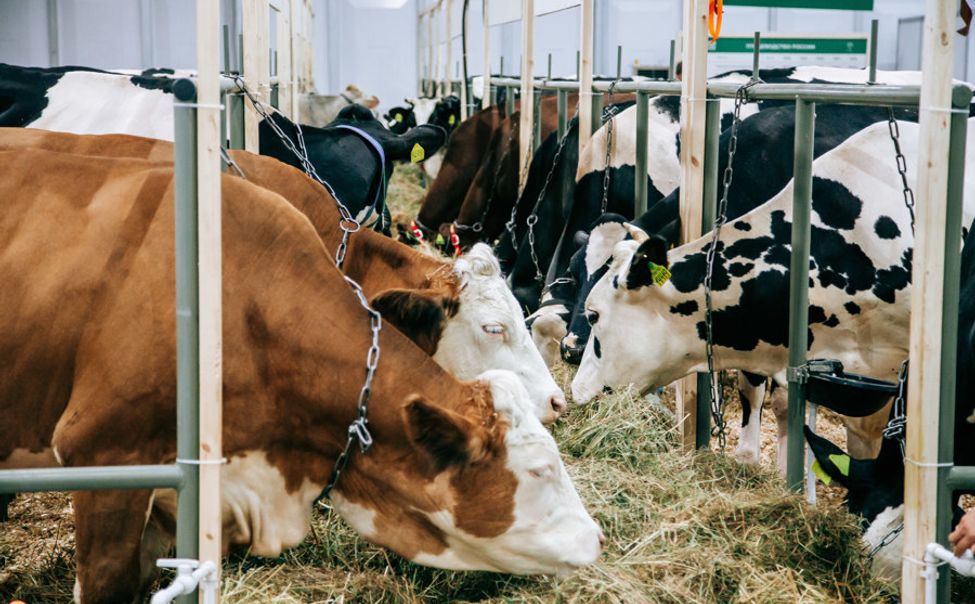 Минсельхоз Чувашии объявил отбор получателей «единой» субсидии