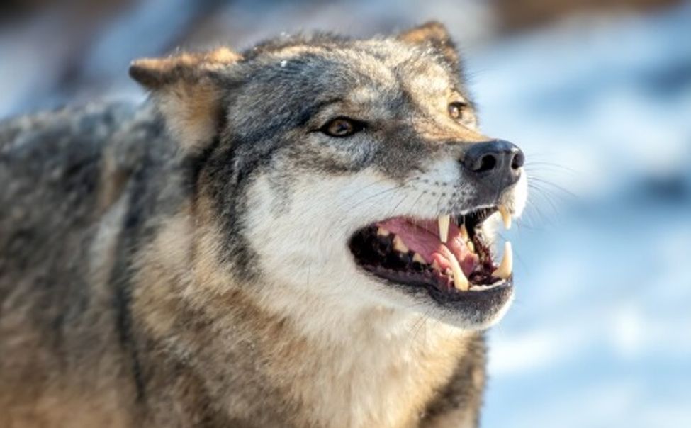 Следком по Чувашии всерьез занялся проблемой нападения бродячих собак