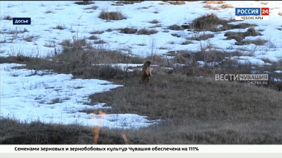 Сурки в Чувашии начали выходить из спячки