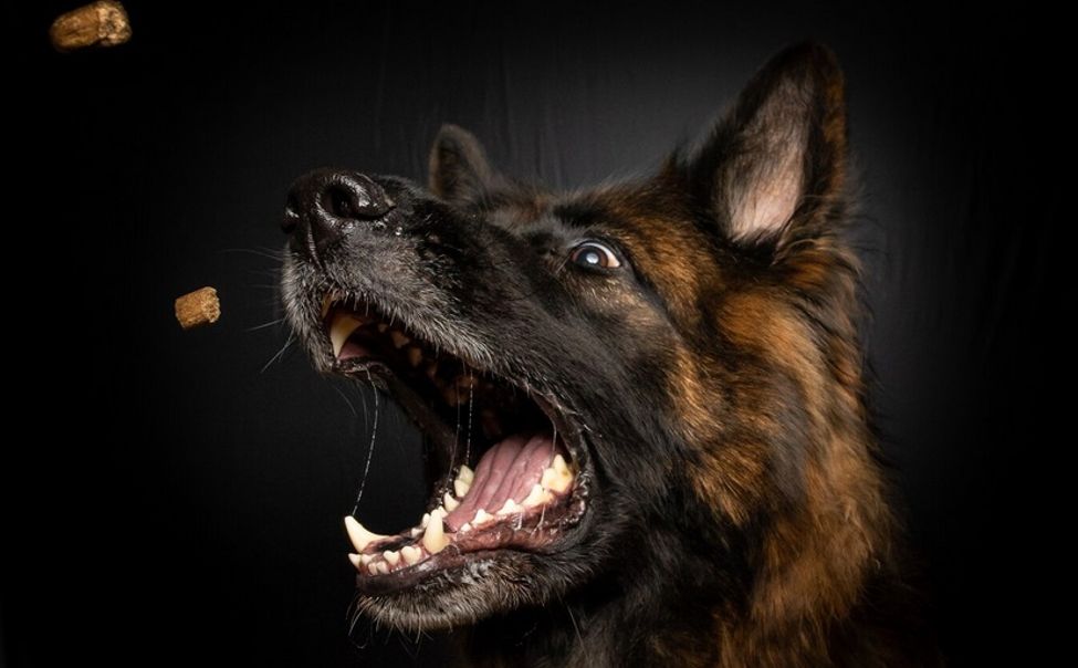 В Алатыре только за этот год бездомные собаки покусали 5 человек