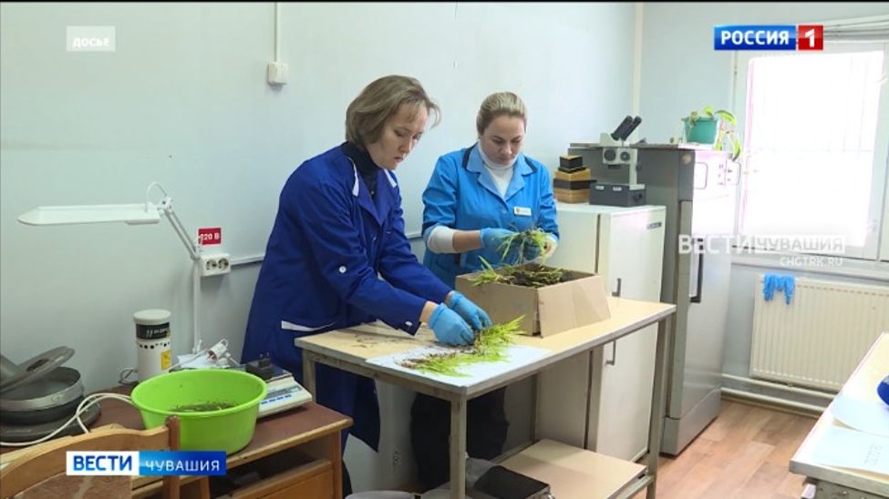 В Чувашии сельхозкультуры высадят на площади 546 тысяч гектаров