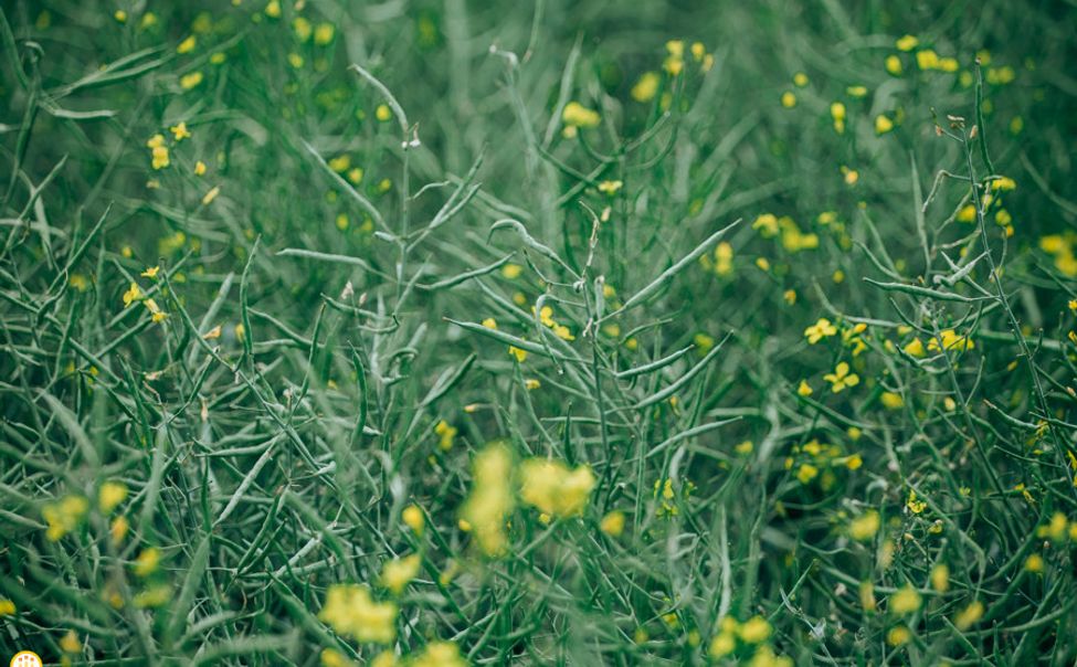 Чувашия экспортировала 176 тонн рапсового масла в Китай
