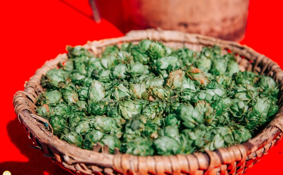 Чувашский хмель претендует на сертификат органической продукции