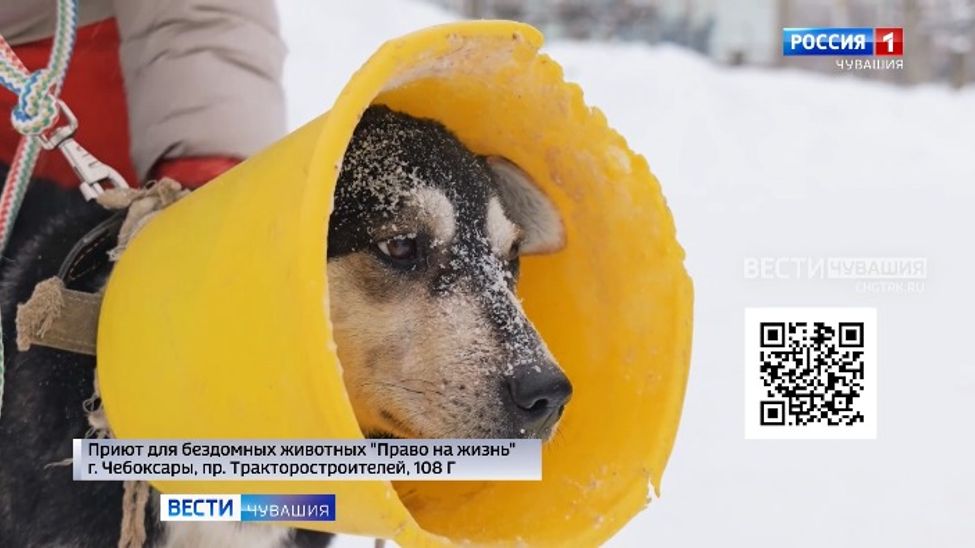 Проект "Найди друга". №62. Калач