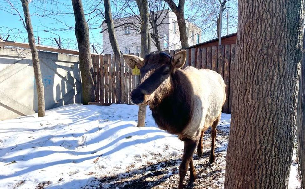 В чебоксарском зооуголке марал сбрасывает рога