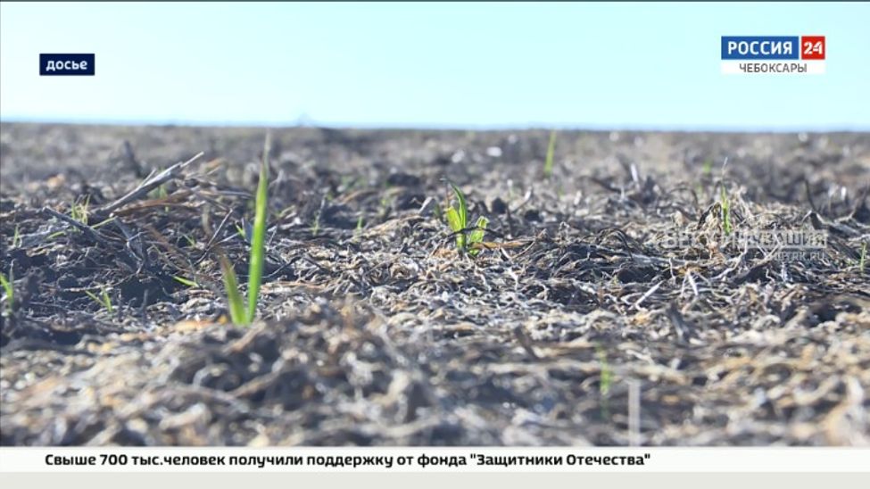 Из-за выпревания посевов озимых культур в Чувашии введен режим ЧС