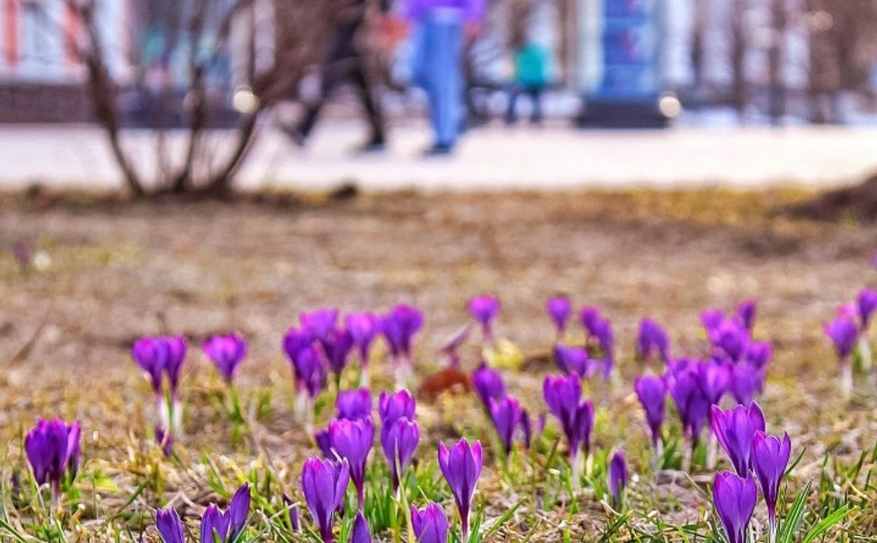 На Красной площади Чебоксар расцвели крокусы
