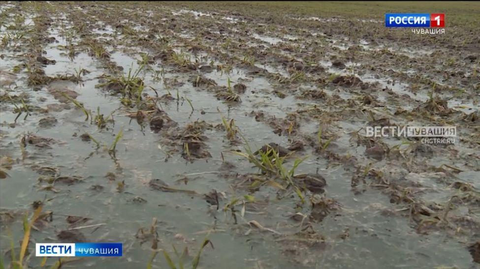 В Чувашии 27% посевов - в плохом состоянии