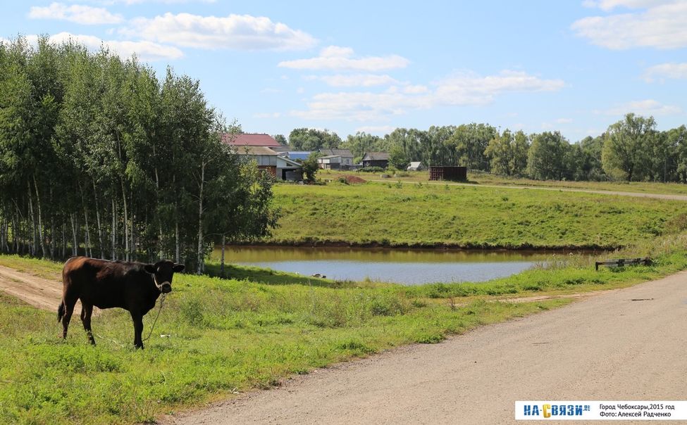 В Ибресях на 12-летнюю девочку напал бык 