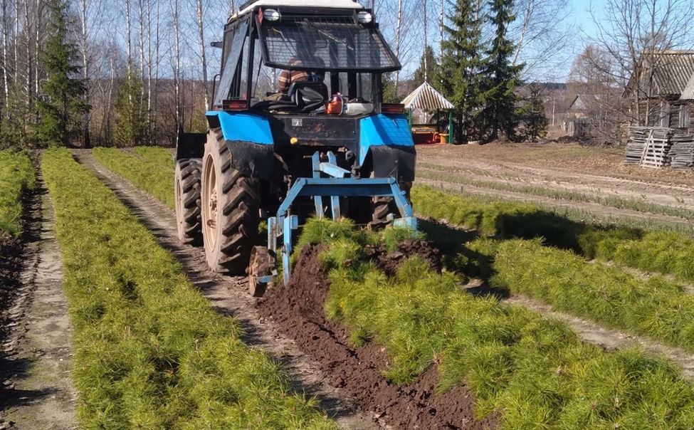 Шумерлинское лесничество приступило к выкопке посадочного материала