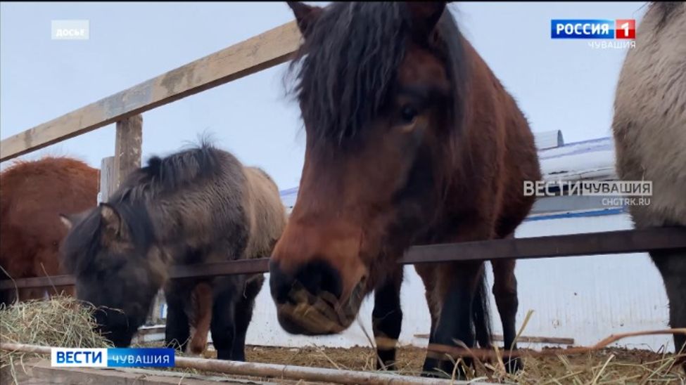 В Чувашии более 1 миллион 800 тысяч сельскохозяйственных животных прошли маркировку