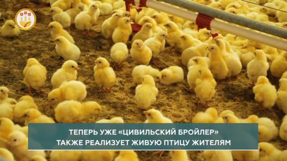 Благодаря господдержке в Цивильском округе спустя 7 лет возродили птицеферму