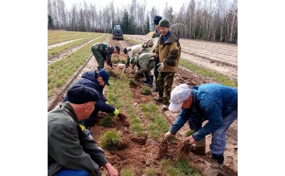 Ибресинское лесничество продолжает работы по искусственному лесовосстановлению