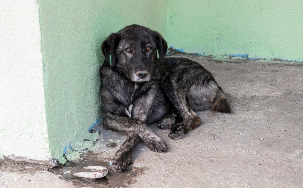 Чебоксарская мэрия выплатит 50 тысяч родителям мальчика, которого укусила бездомная собака