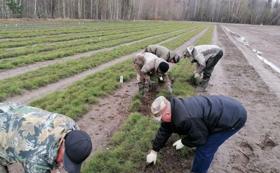В лесничествах Чувашии в самом разгаре подготовка к весеннему лесокультурному сезону