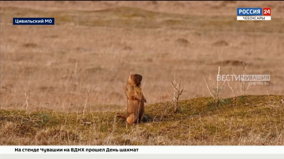 Где в Чувашии обитает самая северная колония сурков?