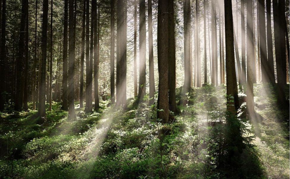 За 15 лет в Чувашии  площадь лесов увеличилась на 40 тыс. гектаров