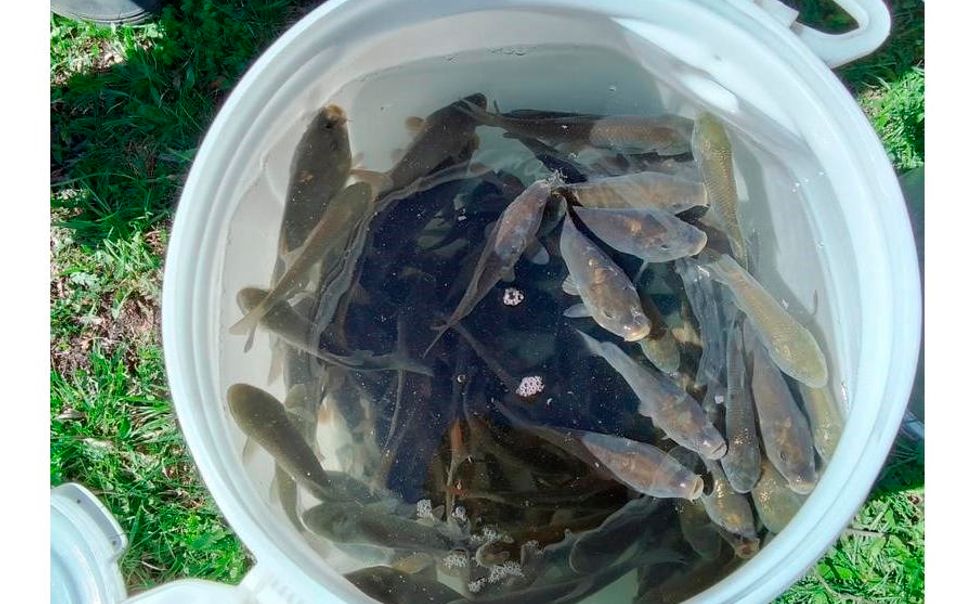 Жители Янтиковского округа зарыбили местный пруд