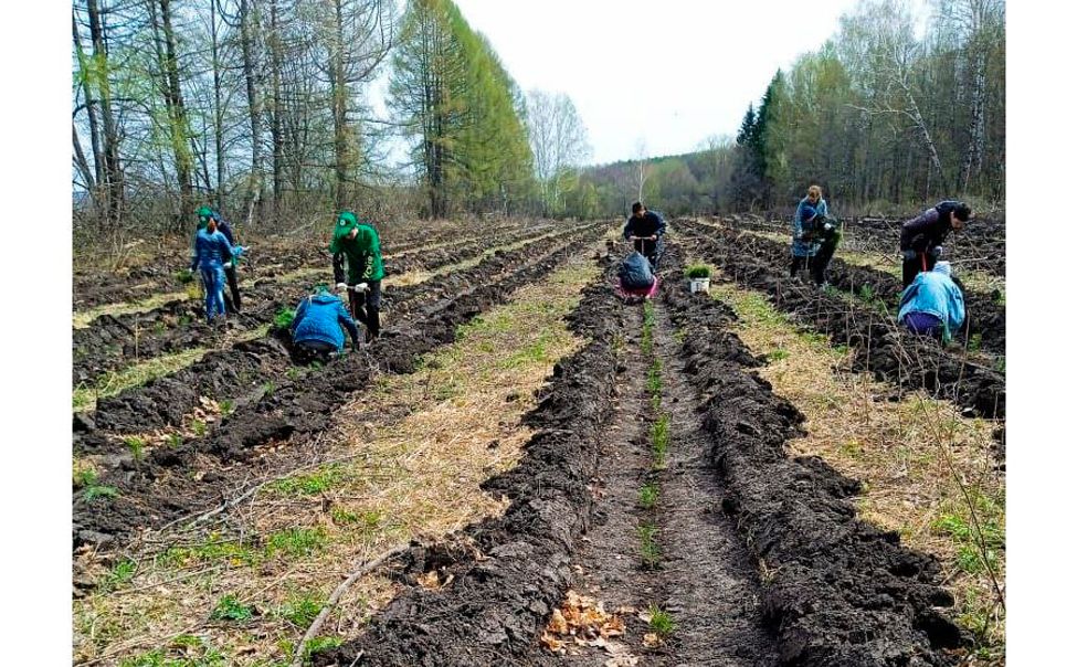 В Чувашии активно продолжается весенний лесокультурный сезон