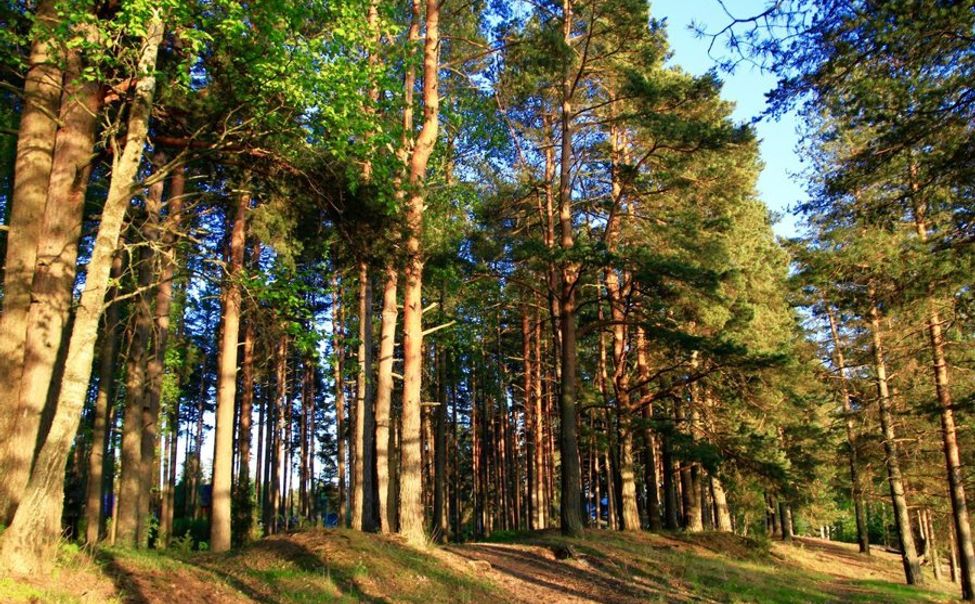 Перед праздниками жителям Чувашии напоминают правила пожарной безопасности 