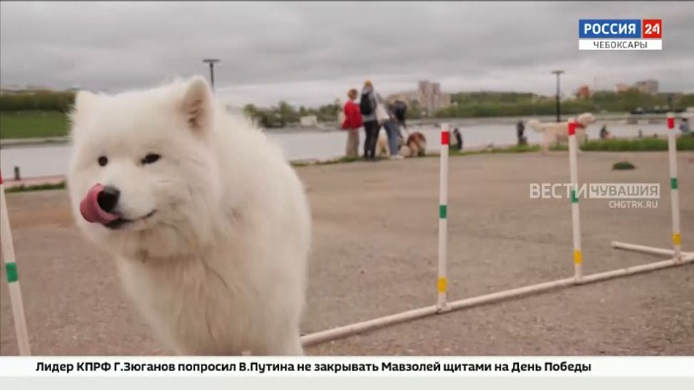 В Чебоксарах во второй раз состоялся Парад собак