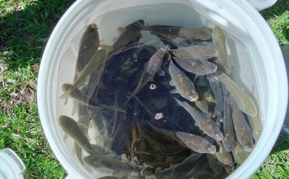 Жители Чувашии самостоятельно чистят и зарыбляют пруды