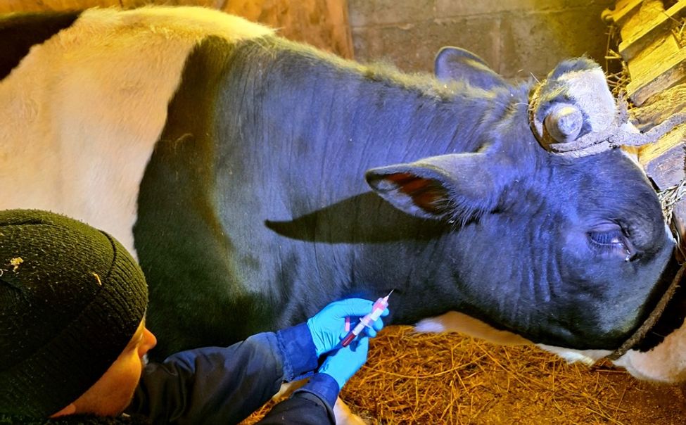 В Чувашии за 1 квартал от бешенства привили почти 140 тысяч животных