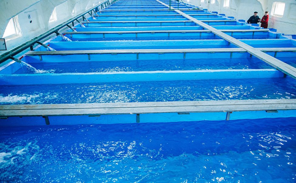 Чувашский фермер благодаря гранту начал выращивать форель