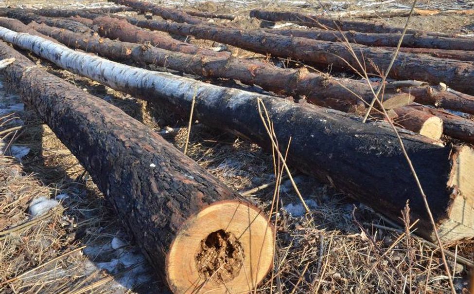 Санитарные рубки в Чувашии пройдут на площади 625 га