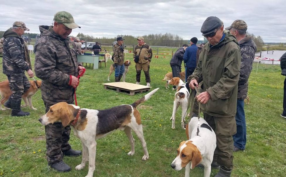 В Канашском округе состоялась 65-ая выставка охотничьих собак