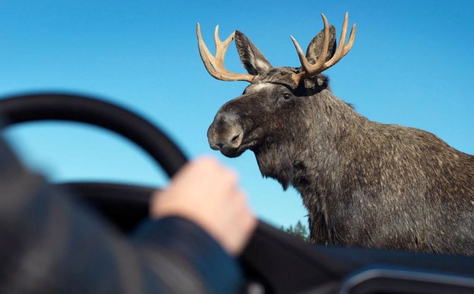 На дорогах Чувашии произошло три ДТП с гибелью лосей