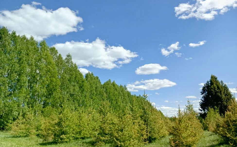 Сегодня в Чувашии установлен запрет на посещение лесов