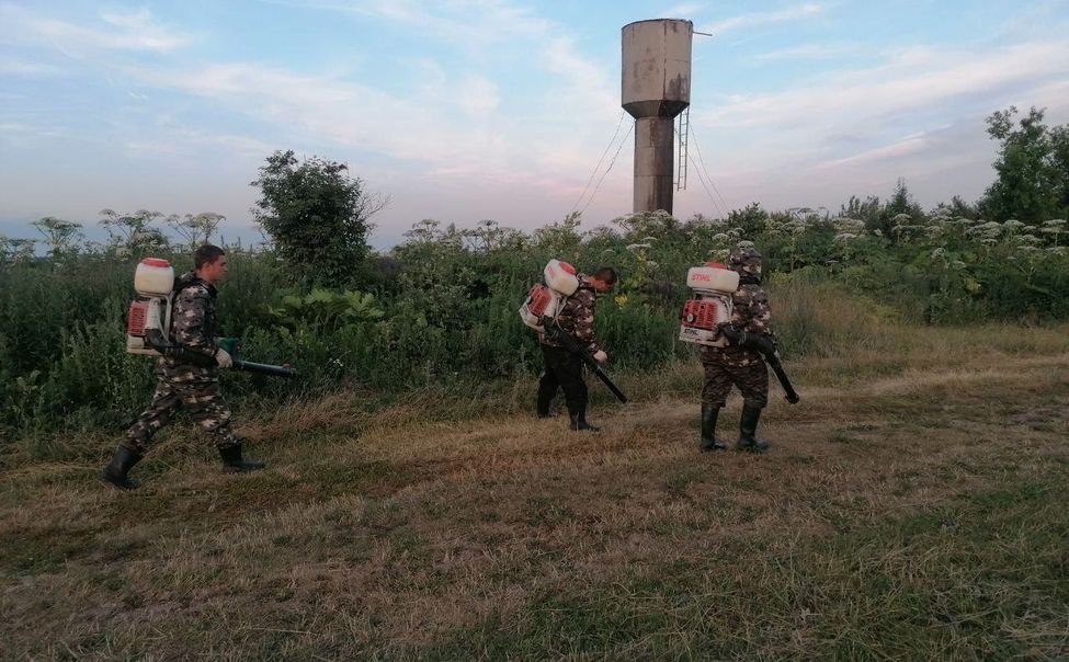 В Чувашии назвали ТОП-3 муниципалитетов, максимально зараженных борщевиком