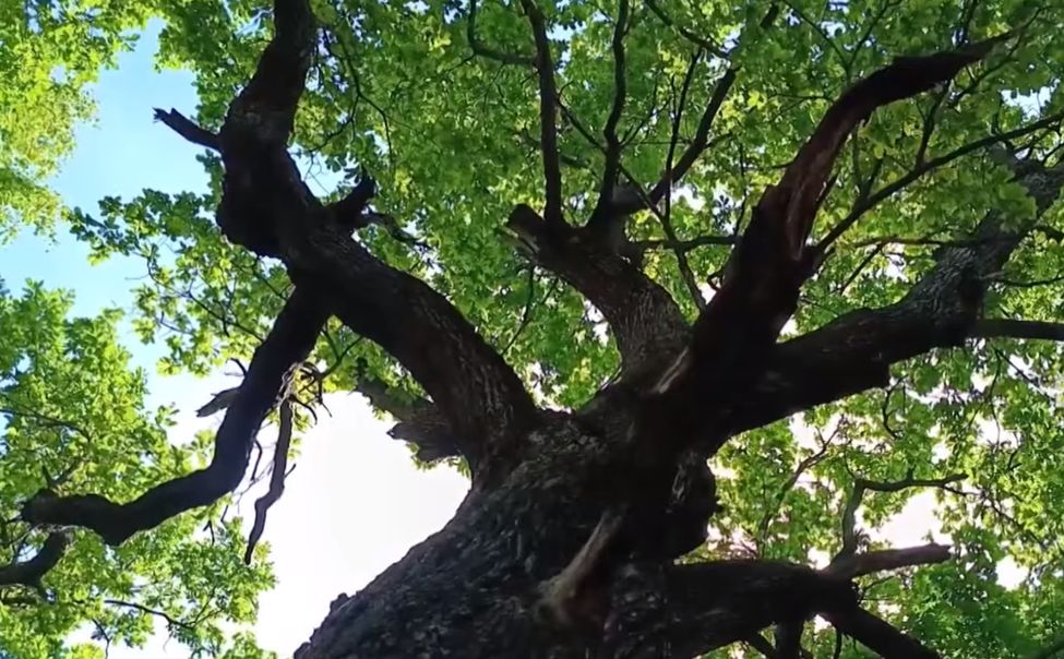 В Чувашии займутся оздоровлением старейшего дуба республики 