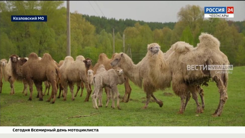 Верблюды могут стать новой туристической фишкой Чувашии