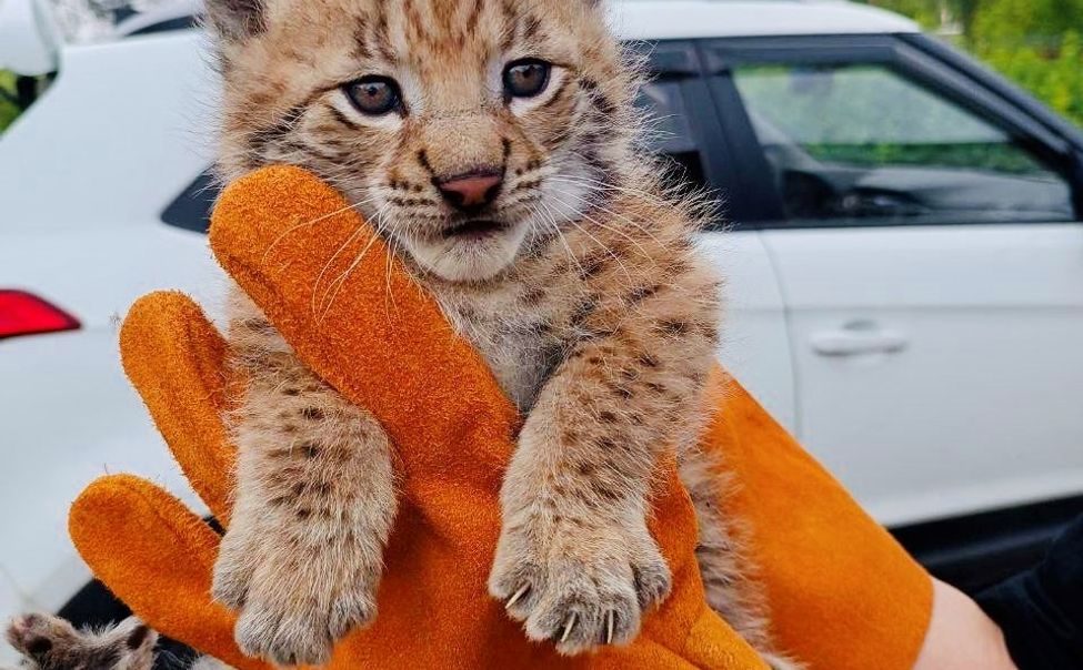 В чебоксарском зооуголке "Ковчег" появились рысята 
