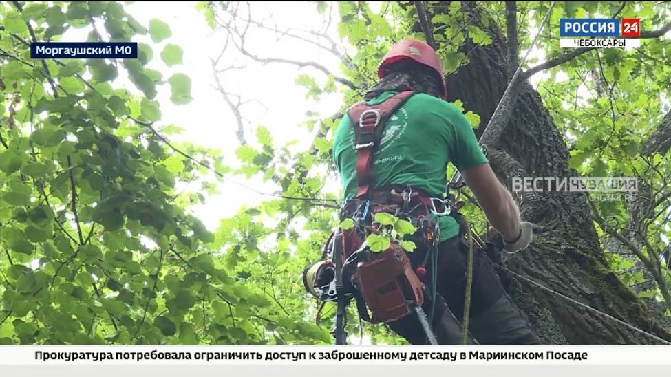 Старейшине чувашских дубов подарили вторую молодость