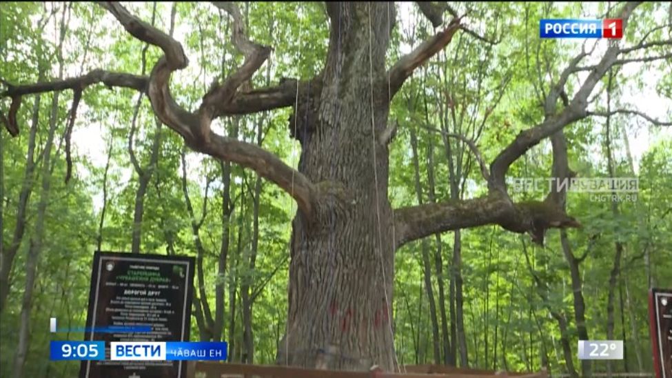 Тата ҫавӑн чухлех ӳссе савӑнтартӑр