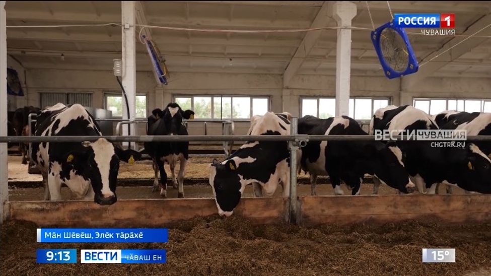 Элӗк тӑрӑхӗнчи "Новый путь" хуҫалӑхра автоматизациленӗ ферма уҫӑлчӗ