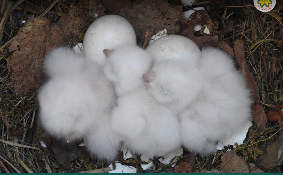 Краснокнижные совы обрели потомство в Чувашии 