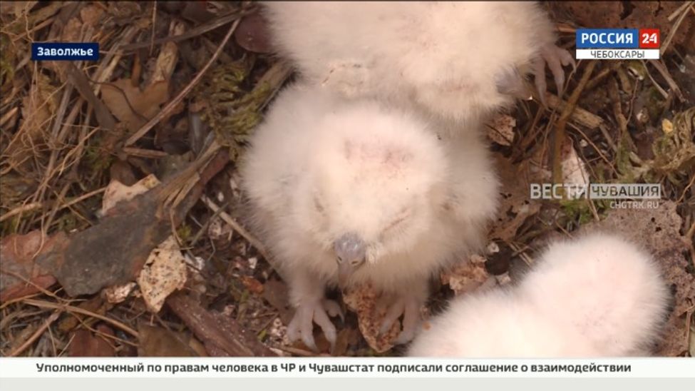 В Чувашии впервые удалось обнаружить и запечатлеть птенцов одной из самых маленьких сов страны
