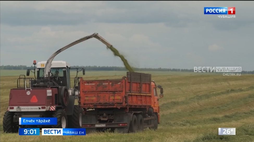 Чӑваш Енре кӑҫал пӗр миллион ҫурӑ тонна выльӑх апачӗ янтӑлама палӑртнӑ